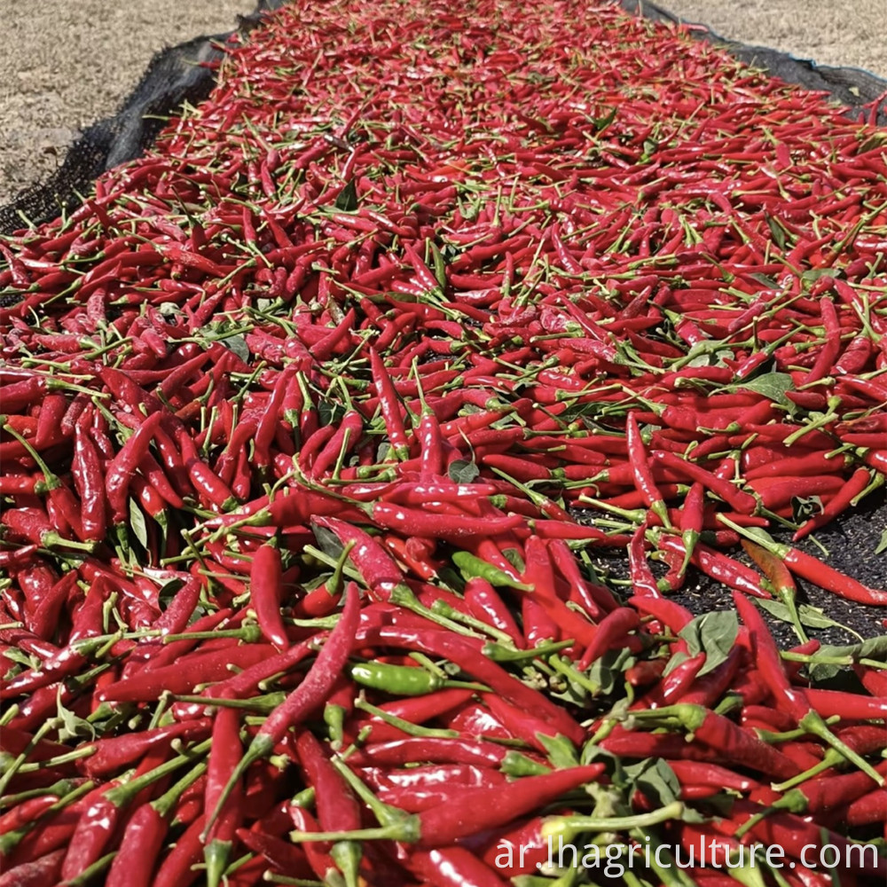 Dry The Millet Pepper